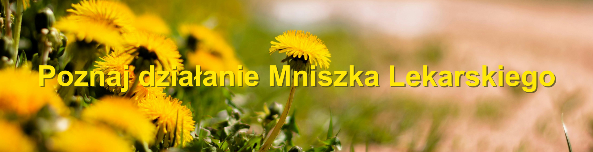 mniszek2